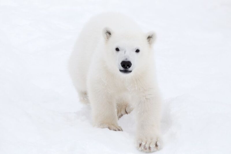 Ranua: Wildlife Park Experience with Buffet Lunch - Ranua: Wildlife Park Experience with Buffet Lunch