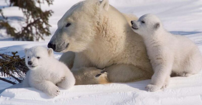 Ranua: Wildlife Park Experience with Buffet Lunch - Limitations and Considerations