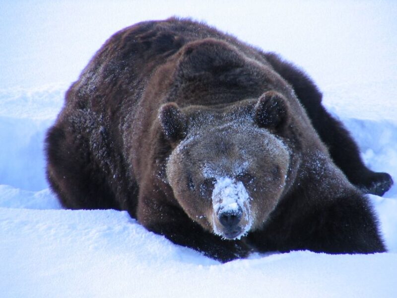 Ranua Wildlife Park Guided Tour from Rovaniemi, With Lunch - Practical Details: What’s Included and What to Bring