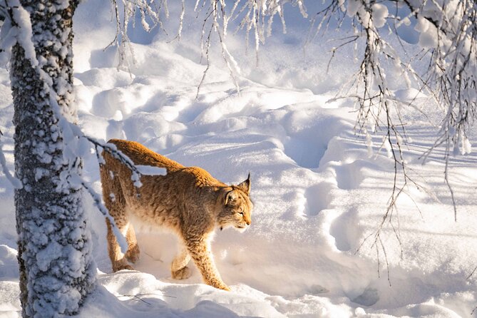 Ranua Wildlife Park Photography Tour - Physical Demands and Accessibility