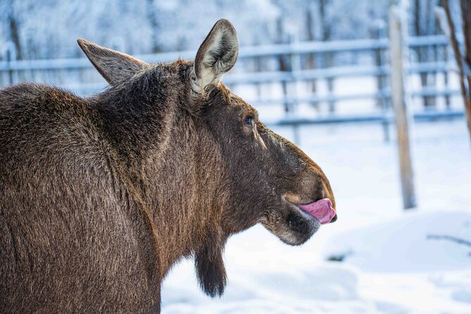 Ranua Wildlife Park Photography Tour - Pricing, Booking, and Cancellation Policies