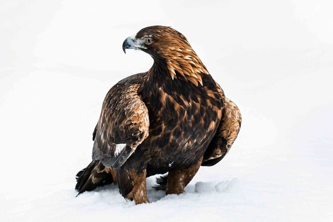 Ranua Wildlife Park Photography Tour - Who Will Enjoy This Tour Most?