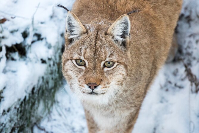 Ranua WildLife Zoo Park - Explore Arctic Wildlife at Ranua WildLife Zoo Park in Rovaniemi