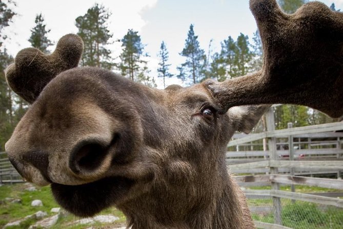 Ranua Zoo and BBQ - The Sum Up: A Practical Arctic Wildlife Tour with Local Flavour