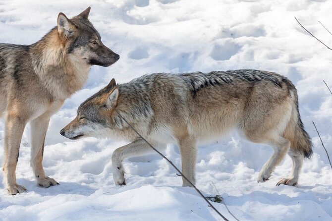 Ranua Zoo Family Tour from Rovaniemi - The Scenic Drive and Onboard WiFi Experience