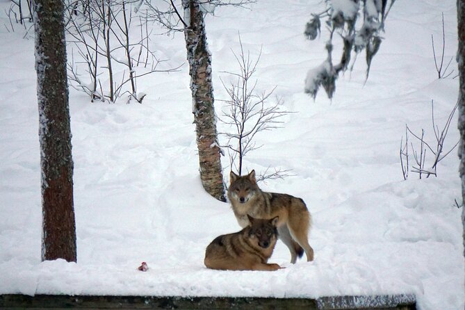 Ranua Zoo- Guided day tour from Rovaniemi - Explore Arctic Wildlife at Ranua Zoo with a Guided Day Tour from Rovaniemi