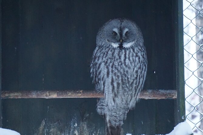 Ranua Zoo- Guided day tour from Rovaniemi - Key Points