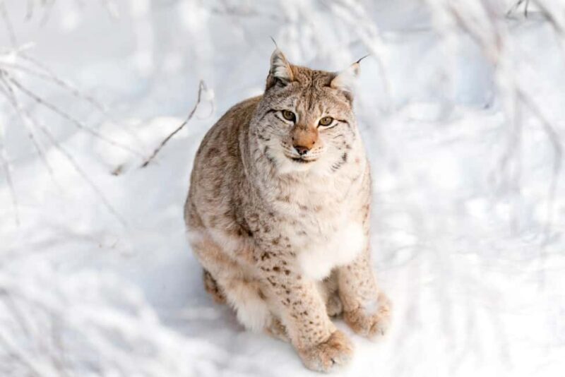 Ranua Zoo - Animals and Habitats in the Arctic Environment