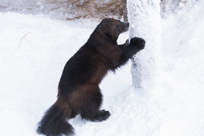 Ranua Zoo tour, optional lunch - Ranua Zoo: An Arctic Animal Sanctuary in Lapland