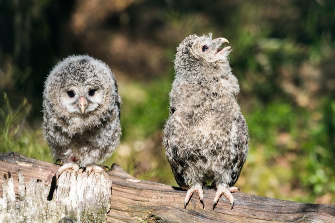 Ranua Zoo tour, optional lunch - Unique Features: Seasonal Animal Encounters and Boutique Shopping