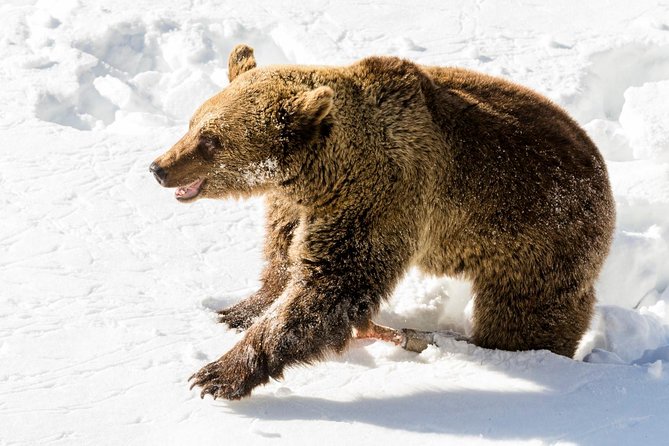 Ranua Zoo tour, optional lunch - Value and Customer Satisfaction