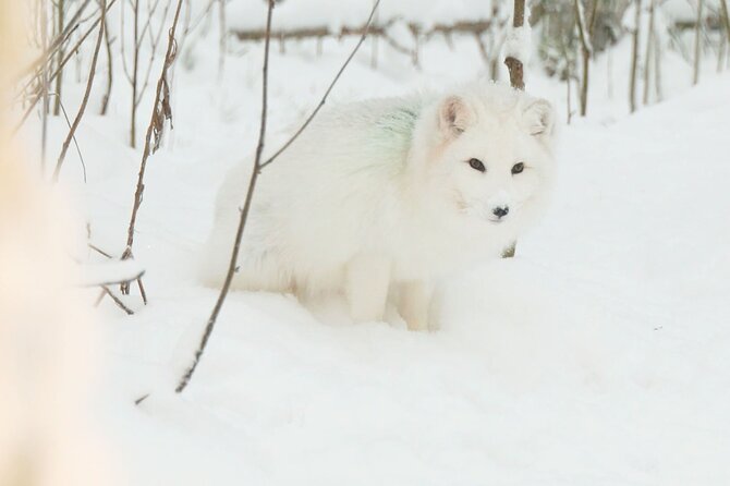 Ranua Zoo Tour (private service) - Personalized Experience and Attentive Service