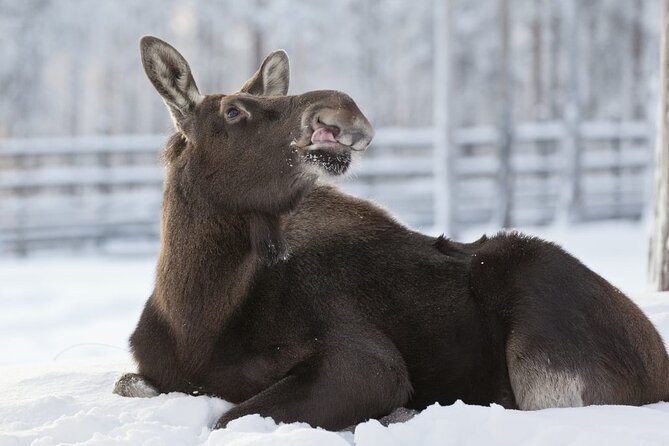 Ranua Zoo Tour (private service) - Practical Details and Booking Considerations