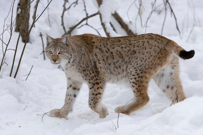 Ranua Zoo Tour (private service) - Frequently Asked Questions