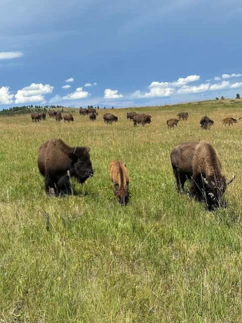 Rapid City: Black Hills Tour with Monument Tour - Flexibility and Personal Attention in the Small Group Setting