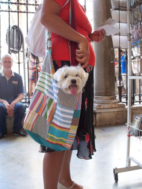 RARE PLANTS IN AOSTA VALLEY - How the Guide Leads You Through the Alpine Flora