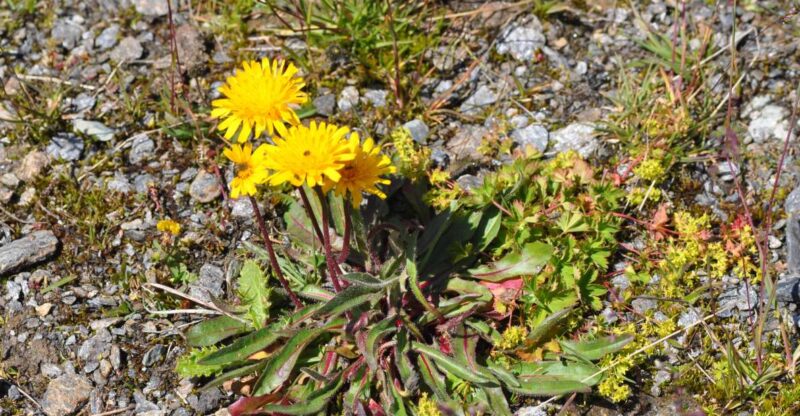 RARE PLANTS IN AOSTA VALLEY - Locations and Seasonal Highlights