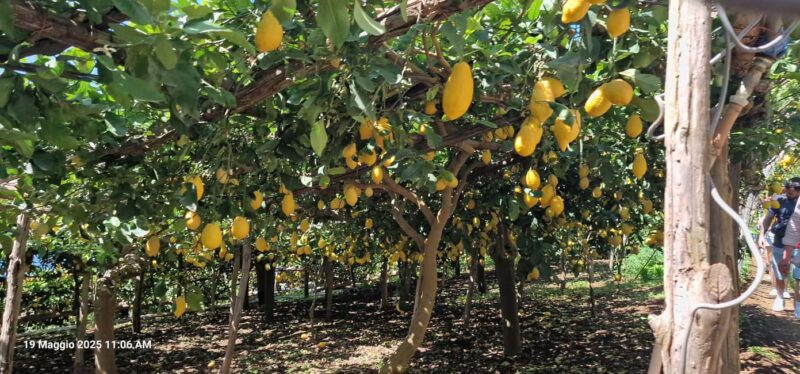 Ravello: Guided Walking Tour - Discover the Charm of Ravello on a Guided Walking Tour