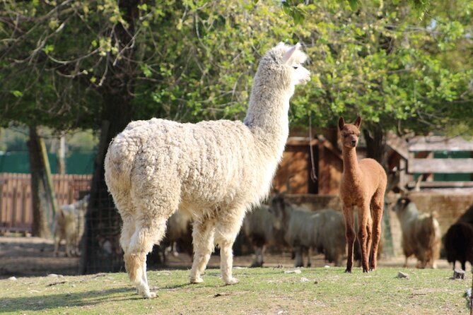 Ravenna: Safari Ravenna entrance ticket - Who Will Enjoy the Safari Ravenna Experience?