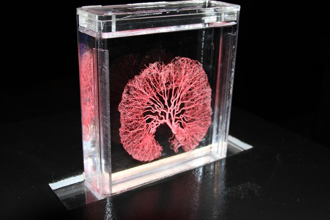 Real Bodies at Horseshoe Las Vegas - Key Points