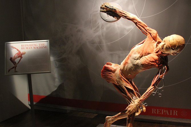 Real Bodies at Horseshoe Las Vegas - Features of the Interactive Exhibits