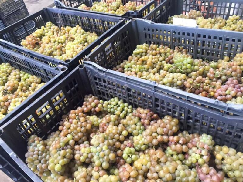 Recorrido + 3 vinos + Maridaje/Tour + 3 wines + Cheese board - Frequently Asked Questions