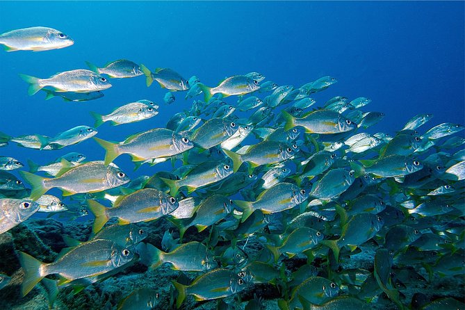 RECREATIONAL DIVE (certified divers only) : Explore Canarian Sealife - Key Points