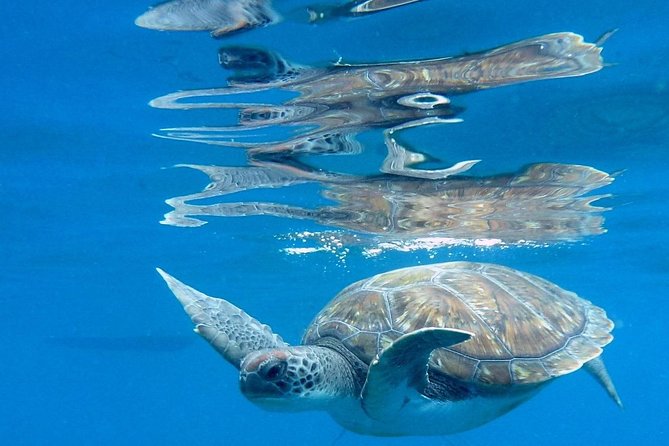 RECREATIONAL DIVE (certified divers only) : Explore Canarian Sealife - Practical Tips and Additional Inclusions