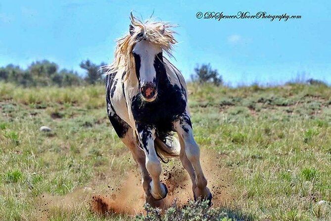 Red Canyon Wild Mustang Tours And Safaris In Cody Wyoming - Discover Wild Mustangs with Expert Guides Near Cody, Wyoming