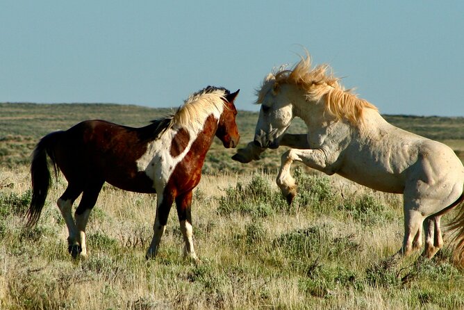 Red Canyon Wild Mustang Tours And Safaris In Cody Wyoming - Key Points