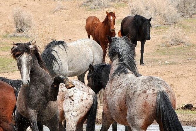 Red Canyon Wild Mustang Tours And Safaris In Cody Wyoming - The Guides: Knowledgeable and Engaging Storytellers