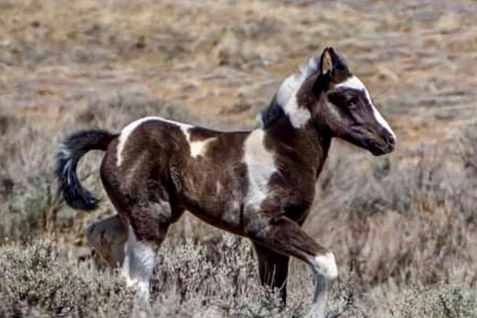 Red Canyon Wild Mustang Tours And Safaris In Cody Wyoming - Pricing, Cancellation, and Booking Details
