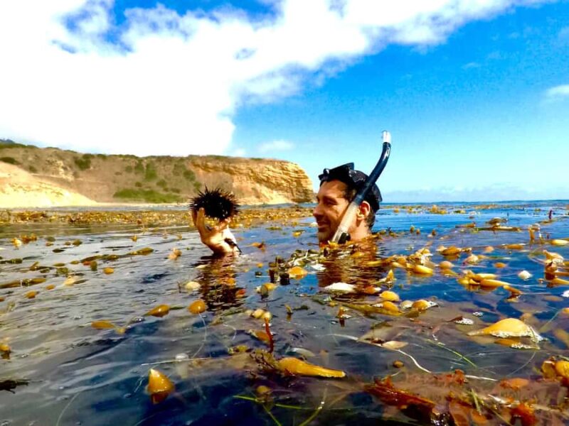 Redondo Beach: Kayak & Snorkel with Sea Lions Tour - Redondo Beach Launch Point for Kayaking and Snorkeling
