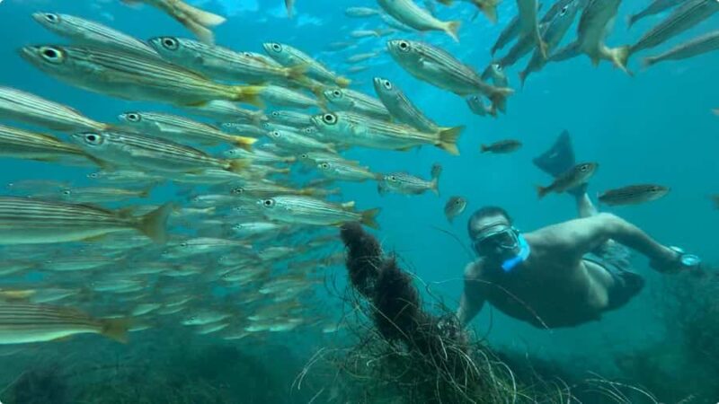 Redondo Beach: Kayak & Snorkel with Sea Lions Tour - Encounter Playful Sea Lions Up Close