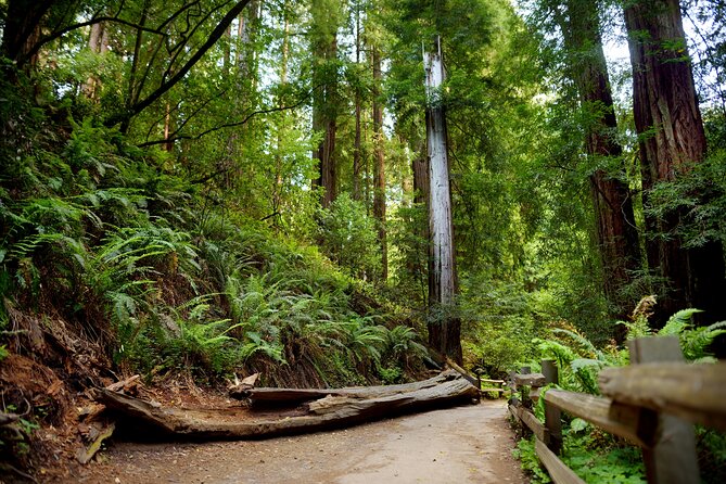 Redwood Retreat: Tour to Muir Woods from San Francisco - Starting Point: Pickup and Personalized Service