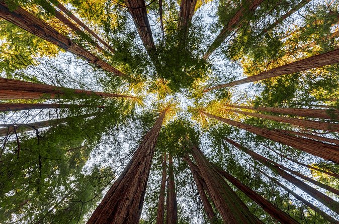Redwood Retreat: Tour to Muir Woods from San Francisco - Muir Woods National Monument: Towering Coast Redwoods