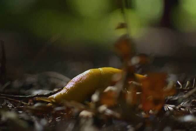 Redwoods Forest Bathing - What Makes the Private Tour Experience Special