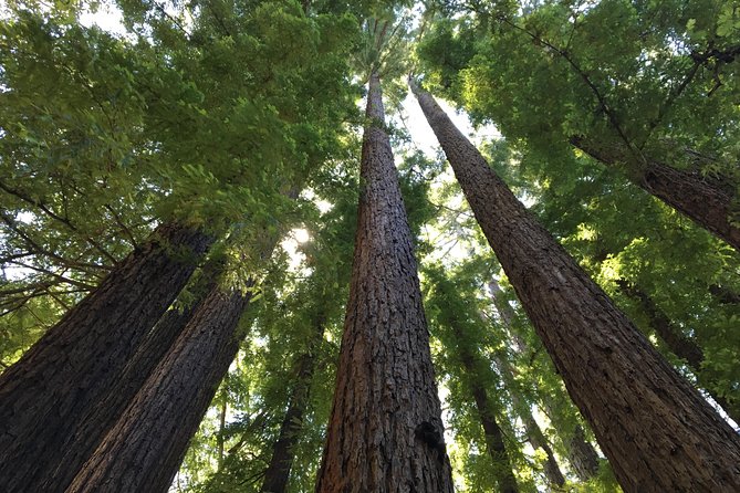 Redwoods of Marin and Mt. Tamalpais Walking Tour with Local Guide - The Convenience of Free Cancellation