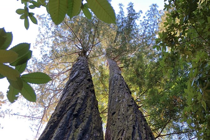 Redwoods of Marin and Mt. Tamalpais Walking Tour with Local Guide - Final Thoughts: Is This Redwoods and Mt. Tamalpais Walk Worth It?