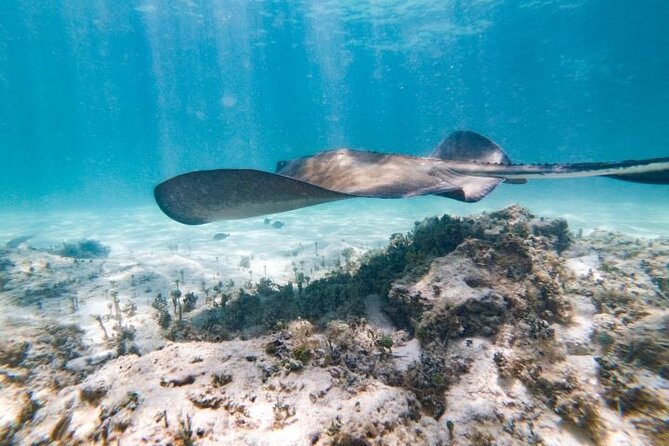 Reef Explorer Half Day Trip - Key Points