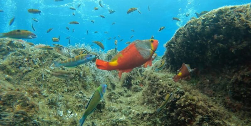 Reef Fish Watching - Snorkelling in Madeira’s Crystal Clear Waters