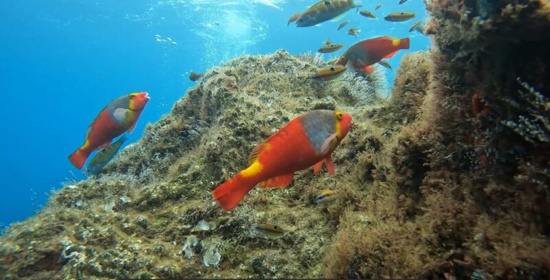 Reef Fish Watching - The Role of Naturalist Guides and Educational Material