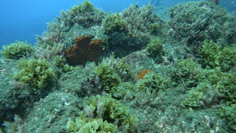 Reef Fish Watching - Final Thoughts on Reef Fish Watching in Madeira