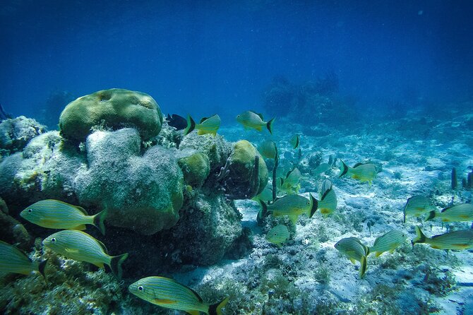 Reef Snorkel In National Park In Puerto Morelos With Lunch And Transportation - Safety, Equipment, and Reef Conservation Rules