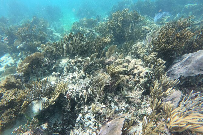 Reef Snorkeling with ATV, Zipline, Cenote that includes lunch and transportation - Return Journey with Optional Dock Fee and Transportation