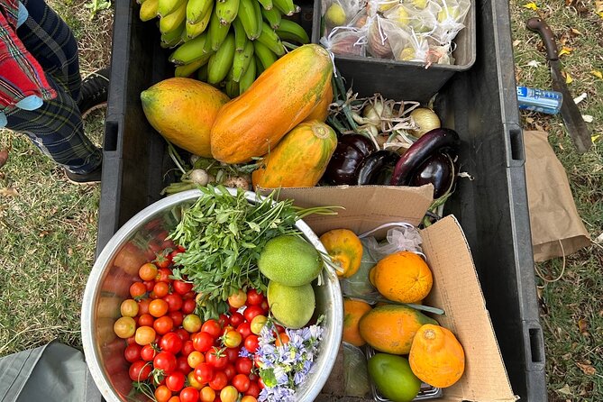 Regenerative Mango and Tropical Fruit Tour in West Maui - The Educational Focus on Regenerative Farming