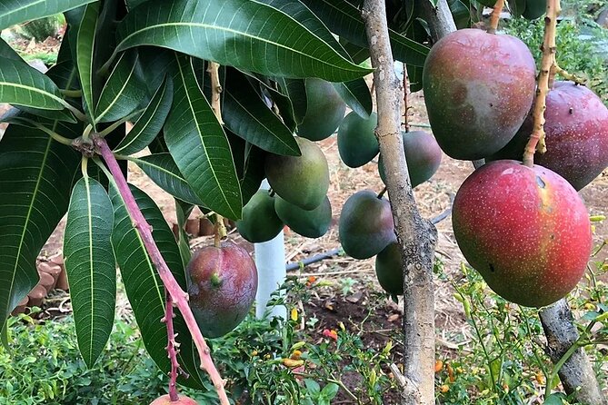 Regenerative Mango and Tropical Fruit Tour in West Maui - Why This Tour Stands Out in Maui