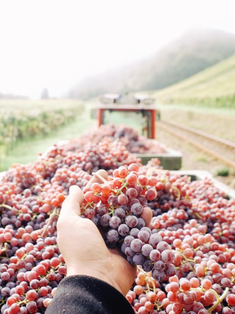 Reil, Mosel: Guided organic wine tasting and cellar tour - Frequently Asked Questions