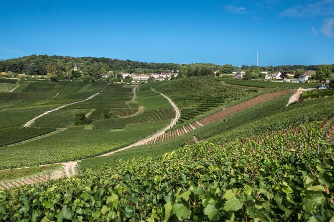Reims afternoon tour Champagne and family growers - Who Will Appreciate This Champagne Tour?