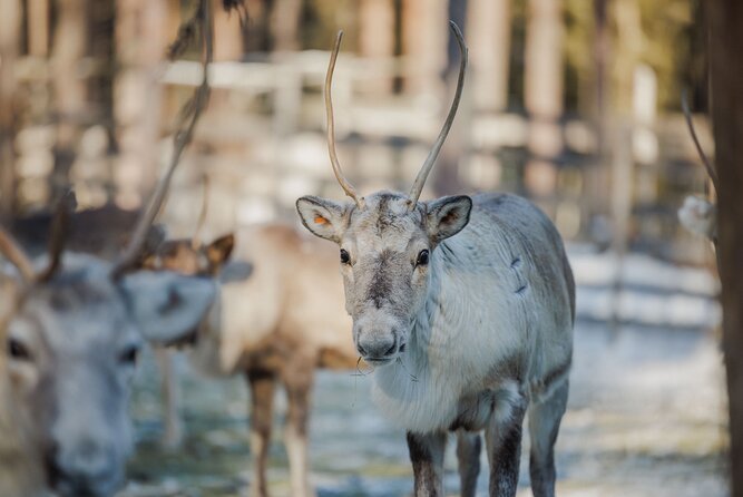 Reindeer Experience with Sledge Ride - Key Points